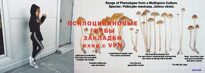 где можно купить наркотик  hydra сайт  Псилоцибиновые грибы Psilocybe  Нарьян-Мар 